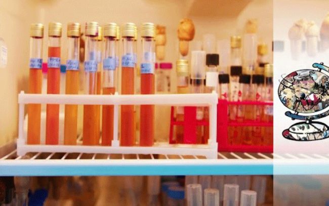 Phage therapy as effective alternative to antibiotics