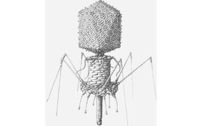 Bacteriophages as good guys of the virus world