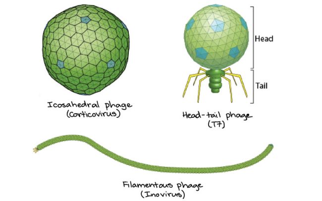 Bacteriophages - Eliava Phage Therapy Center research