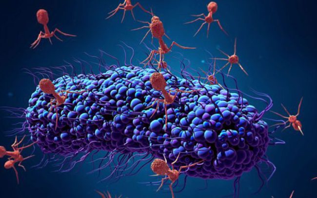 Viruses helping fight superbugs - phage therapy research