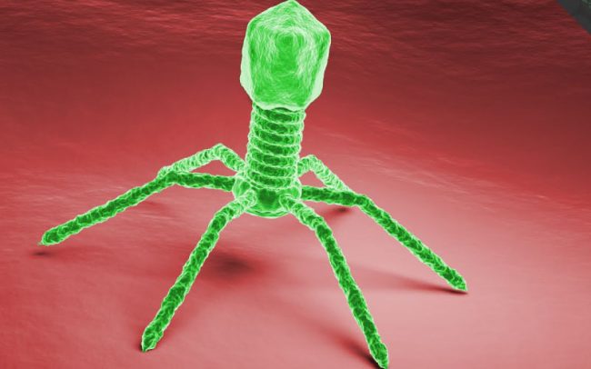 Phage therapy clinical research