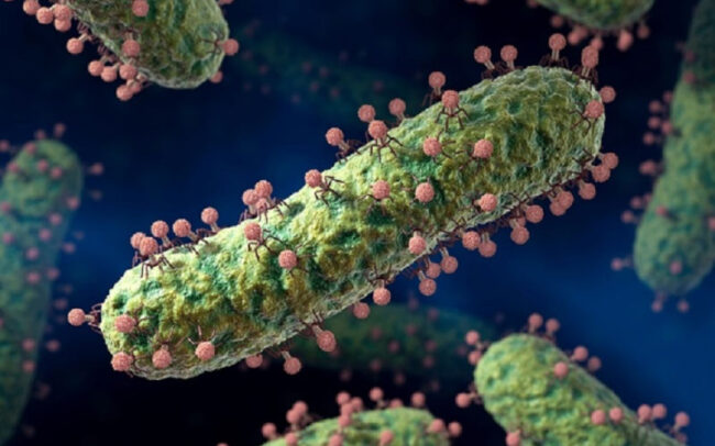 Phages communicating through chemical messages research