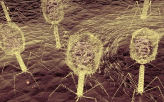Advancing phage therapy research at Eliava Center