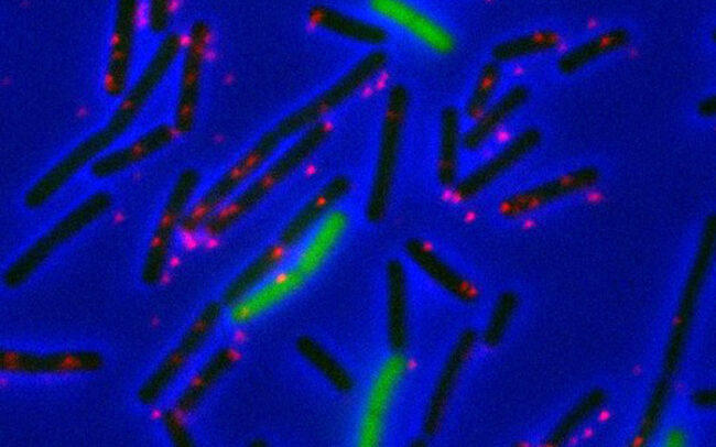 Phages infiltrating resistant bacteria and DNA transfer research
