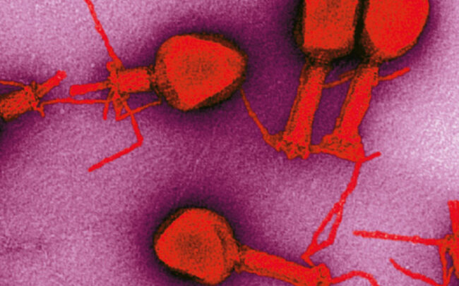 Phage therapy gains ground in modern medicine
