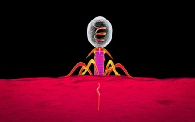 Phage therapy kills drug-resistant superbug bacteria