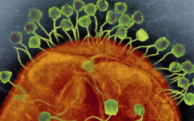 Phage therapy saves patient from drug-resistant microbes