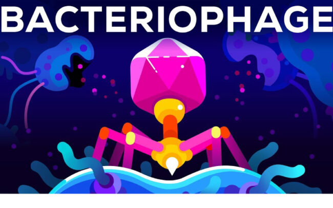 The bacteriophage - the deadliest virus on planet Earth