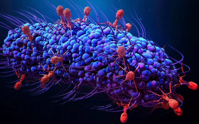 Networks of viruses helping bacteria evolve - phage research