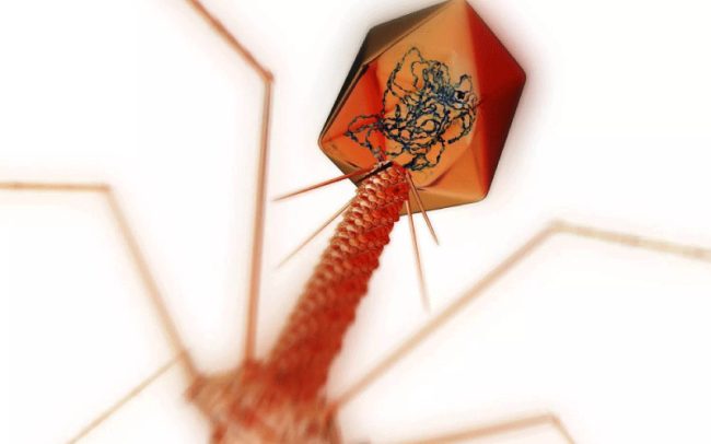 7 facts about bacteriophages - Eliava Phage Center