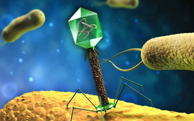 Phage to the rescue - antibiotic-resistant infections
