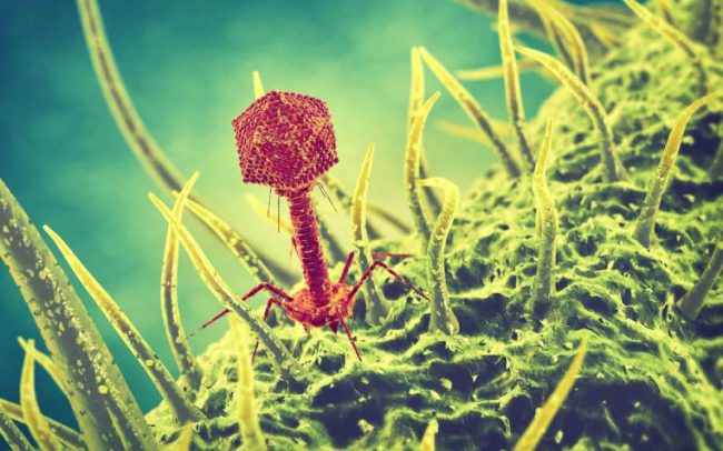 Perfect predator - inside Tbilisi clinic pioneering phage therapy