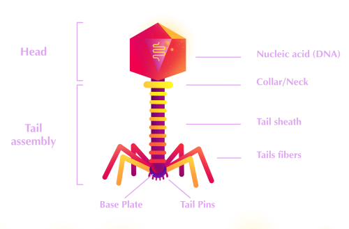 phage1