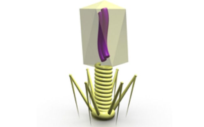 Bacteriophage virus structure and function